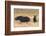 Black Rhinos (Diceros Bicornis), Lewa Wildlife Conservancy, Laikipia, Kenya, East Africa, Africa-Ann and Steve Toon-Framed Photographic Print