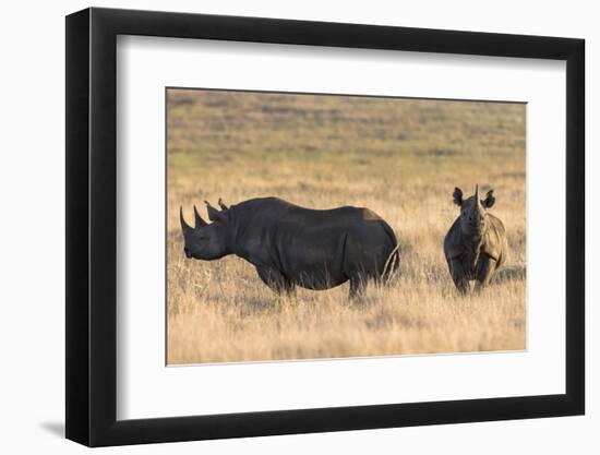 Black Rhinos (Diceros Bicornis), Lewa Wildlife Conservancy, Laikipia, Kenya, East Africa, Africa-Ann and Steve Toon-Framed Photographic Print