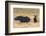 Black Rhinos (Diceros Bicornis), Lewa Wildlife Conservancy, Laikipia, Kenya, East Africa, Africa-Ann and Steve Toon-Framed Photographic Print