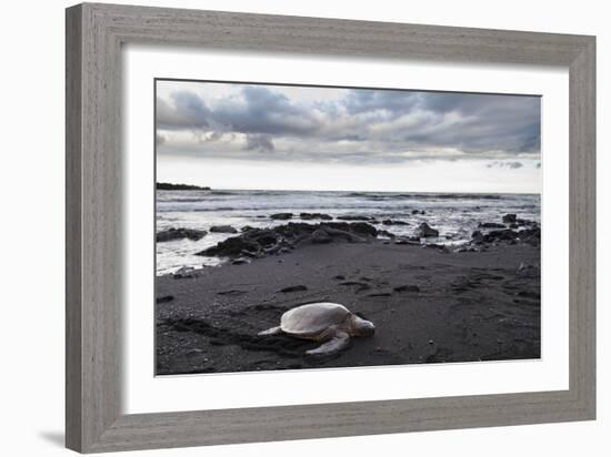 Black Sand Honu-Chris Moyer-Framed Photographic Print