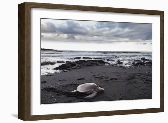 Black Sand Honu-Chris Moyer-Framed Photographic Print