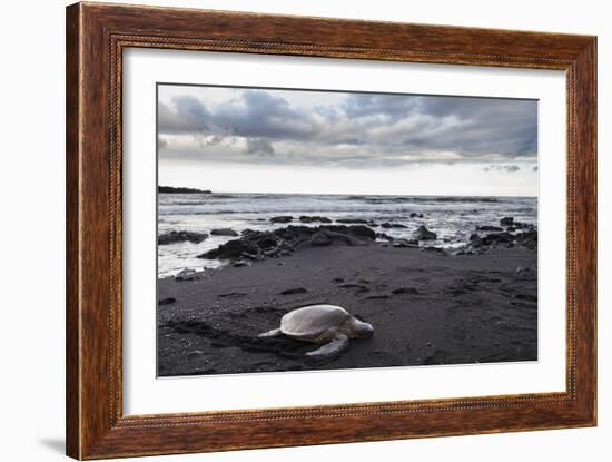 Black Sand Honu-Chris Moyer-Framed Photographic Print