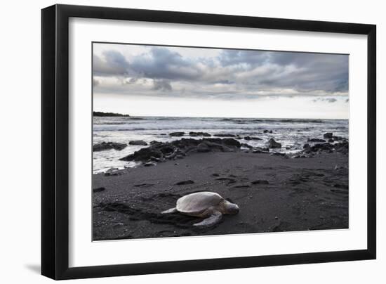 Black Sand Honu-Chris Moyer-Framed Photographic Print