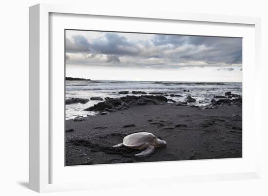 Black Sand Honu-Chris Moyer-Framed Photographic Print