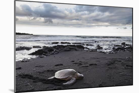 Black Sand Honu-Chris Moyer-Mounted Photographic Print