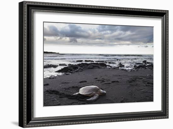 Black Sand Honu-Chris Moyer-Framed Photographic Print