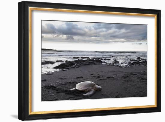 Black Sand Honu-Chris Moyer-Framed Photographic Print