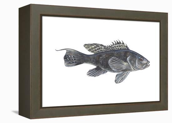 Black Sea Bass (Centropristes Striatus), Fishes-Encyclopaedia Britannica-Framed Stretched Canvas