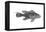 Black Sea Bass (Centropristes Striatus), Fishes-Encyclopaedia Britannica-Framed Stretched Canvas