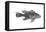 Black Sea Bass (Centropristes Striatus), Fishes-Encyclopaedia Britannica-Framed Stretched Canvas