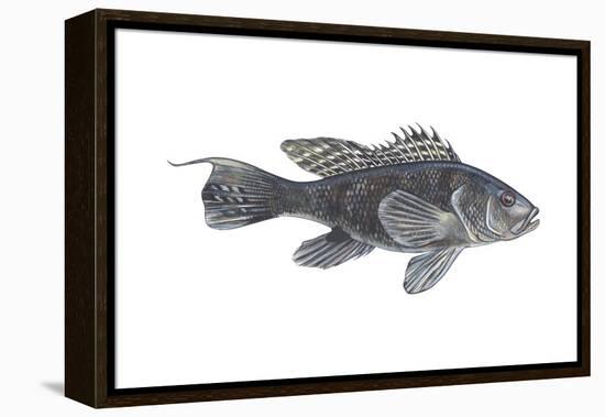 Black Sea Bass (Centropristes Striatus), Fishes-Encyclopaedia Britannica-Framed Stretched Canvas