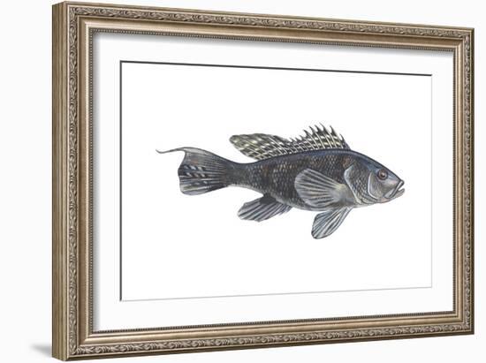 Black Sea Bass (Centropristes Striatus), Fishes-Encyclopaedia Britannica-Framed Art Print