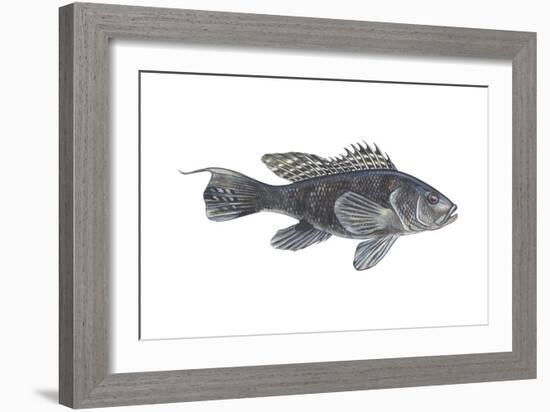 Black Sea Bass (Centropristes Striatus), Fishes-Encyclopaedia Britannica-Framed Art Print