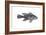 Black Sea Bass (Centropristes Striatus), Fishes-Encyclopaedia Britannica-Framed Art Print