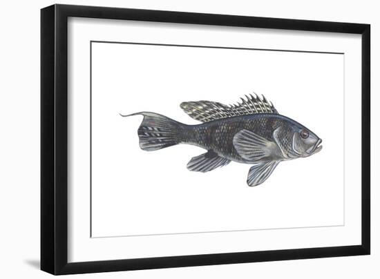 Black Sea Bass (Centropristes Striatus), Fishes-Encyclopaedia Britannica-Framed Art Print