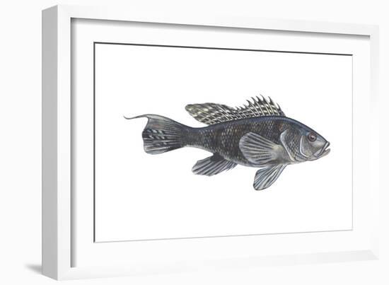 Black Sea Bass (Centropristes Striatus), Fishes-Encyclopaedia Britannica-Framed Art Print