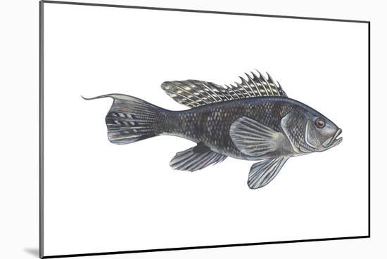 Black Sea Bass (Centropristes Striatus), Fishes-Encyclopaedia Britannica-Mounted Art Print