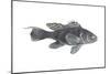 Black Sea Bass (Centropristes Striatus), Fishes-Encyclopaedia Britannica-Mounted Art Print