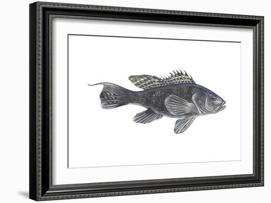 Black Sea Bass (Centropristes Striatus), Fishes-Encyclopaedia Britannica-Framed Art Print