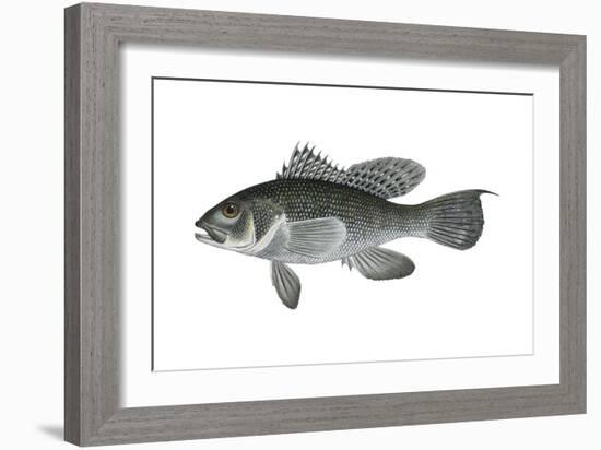 Black Sea Bass (Centropristis Striata), Fishes-Encyclopaedia Britannica-Framed Art Print