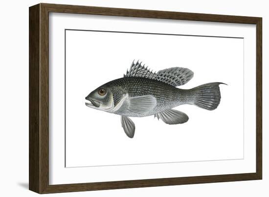 Black Sea Bass (Centropristis Striata), Fishes-Encyclopaedia Britannica-Framed Art Print