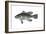 Black Sea Bass (Centropristis Striata), Fishes-Encyclopaedia Britannica-Framed Art Print