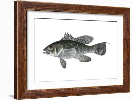 Black Sea Bass (Centropristis Striata), Fishes-Encyclopaedia Britannica-Framed Art Print