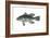 Black Sea Bass (Centropristis Striata), Fishes-Encyclopaedia Britannica-Framed Art Print