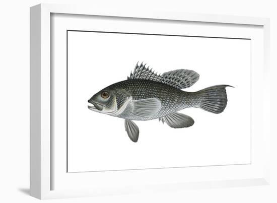 Black Sea Bass (Centropristis Striata), Fishes-Encyclopaedia Britannica-Framed Art Print
