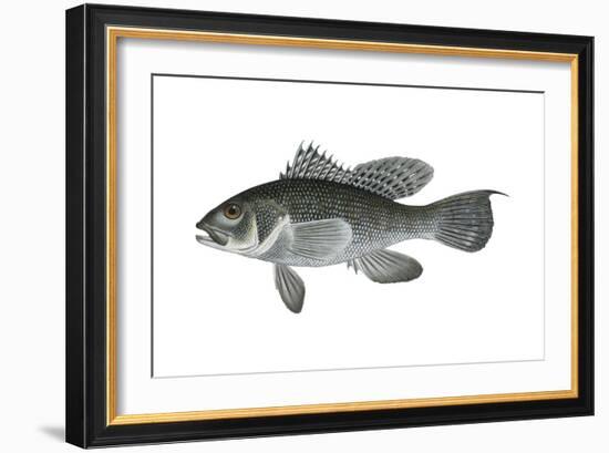 Black Sea Bass (Centropristis Striata), Fishes-Encyclopaedia Britannica-Framed Art Print