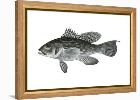 Black Sea Bass (Centropristis Striata), Fishes-Encyclopaedia Britannica-Framed Stretched Canvas