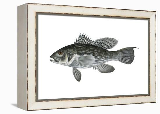 Black Sea Bass (Centropristis Striata), Fishes-Encyclopaedia Britannica-Framed Stretched Canvas