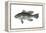 Black Sea Bass (Centropristis Striata), Fishes-Encyclopaedia Britannica-Framed Stretched Canvas