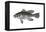 Black Sea Bass (Centropristis Striata), Fishes-Encyclopaedia Britannica-Framed Stretched Canvas