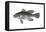 Black Sea Bass (Centropristis Striata), Fishes-Encyclopaedia Britannica-Framed Stretched Canvas