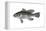 Black Sea Bass (Centropristis Striata), Fishes-Encyclopaedia Britannica-Framed Stretched Canvas