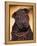 Black Shar Pei Puppy Portrait Showing Wrinkles Face and Chest-Adriano Bacchella-Framed Premier Image Canvas