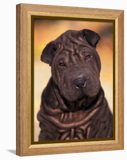 Black Shar Pei Puppy Portrait Showing Wrinkles Face and Chest-Adriano Bacchella-Framed Premier Image Canvas