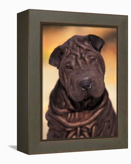 Black Shar Pei Puppy Portrait Showing Wrinkles Face and Chest-Adriano Bacchella-Framed Premier Image Canvas