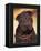 Black Shar Pei Puppy Portrait Showing Wrinkles Face and Chest-Adriano Bacchella-Framed Premier Image Canvas