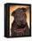 Black Shar Pei Puppy Portrait Showing Wrinkles Face and Chest-Adriano Bacchella-Framed Premier Image Canvas