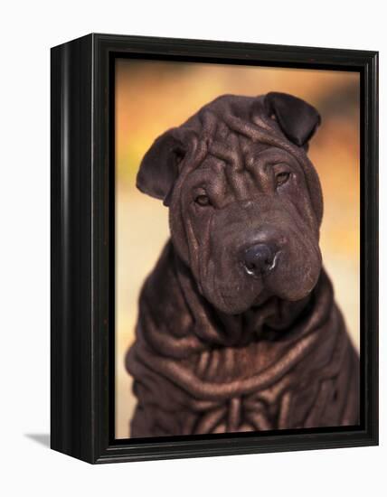 Black Shar Pei Puppy Portrait Showing Wrinkles Face and Chest-Adriano Bacchella-Framed Premier Image Canvas