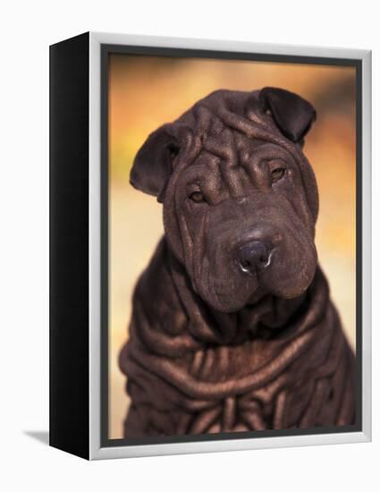 Black Shar Pei Puppy Portrait Showing Wrinkles Face and Chest-Adriano Bacchella-Framed Premier Image Canvas