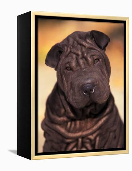 Black Shar Pei Puppy Portrait Showing Wrinkles Face and Chest-Adriano Bacchella-Framed Premier Image Canvas