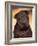 Black Shar Pei Puppy Portrait Showing Wrinkles Face and Chest-Adriano Bacchella-Framed Photographic Print