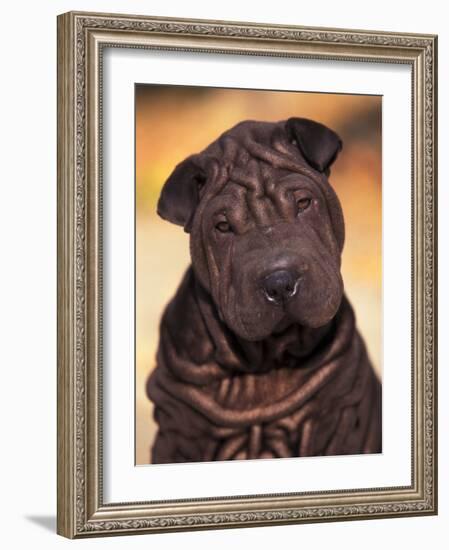 Black Shar Pei Puppy Portrait Showing Wrinkles Face and Chest-Adriano Bacchella-Framed Photographic Print