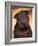 Black Shar Pei Puppy Portrait Showing Wrinkles Face and Chest-Adriano Bacchella-Framed Photographic Print