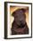 Black Shar Pei Puppy Portrait Showing Wrinkles Face and Chest-Adriano Bacchella-Framed Photographic Print