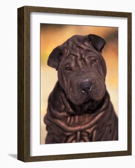 Black Shar Pei Puppy Portrait Showing Wrinkles Face and Chest-Adriano Bacchella-Framed Photographic Print