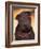 Black Shar Pei Puppy Portrait Showing Wrinkles Face and Chest-Adriano Bacchella-Framed Photographic Print